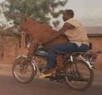 Aonde a vaca vai, o boi vai atrás