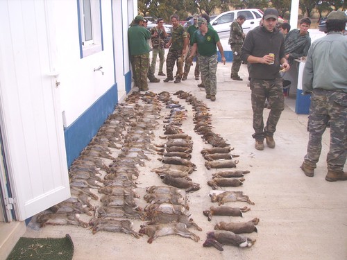 Diario da época venatória 2010/2011 - Página 5 7341712_UCUR6