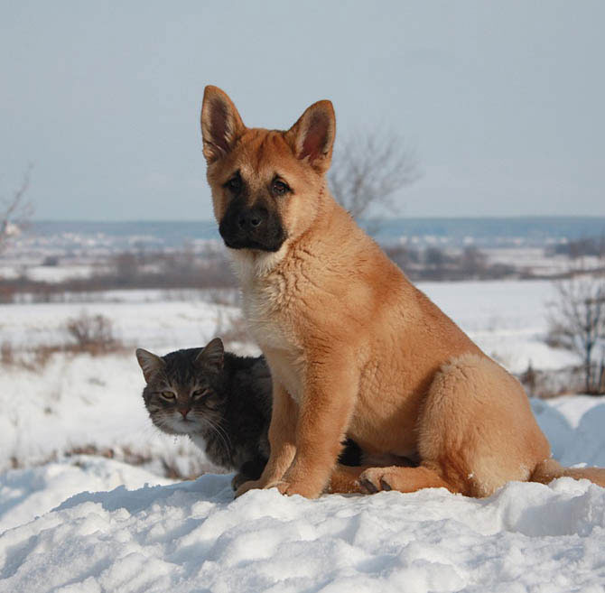 amizade cão gato animais amigos inseparáveis 