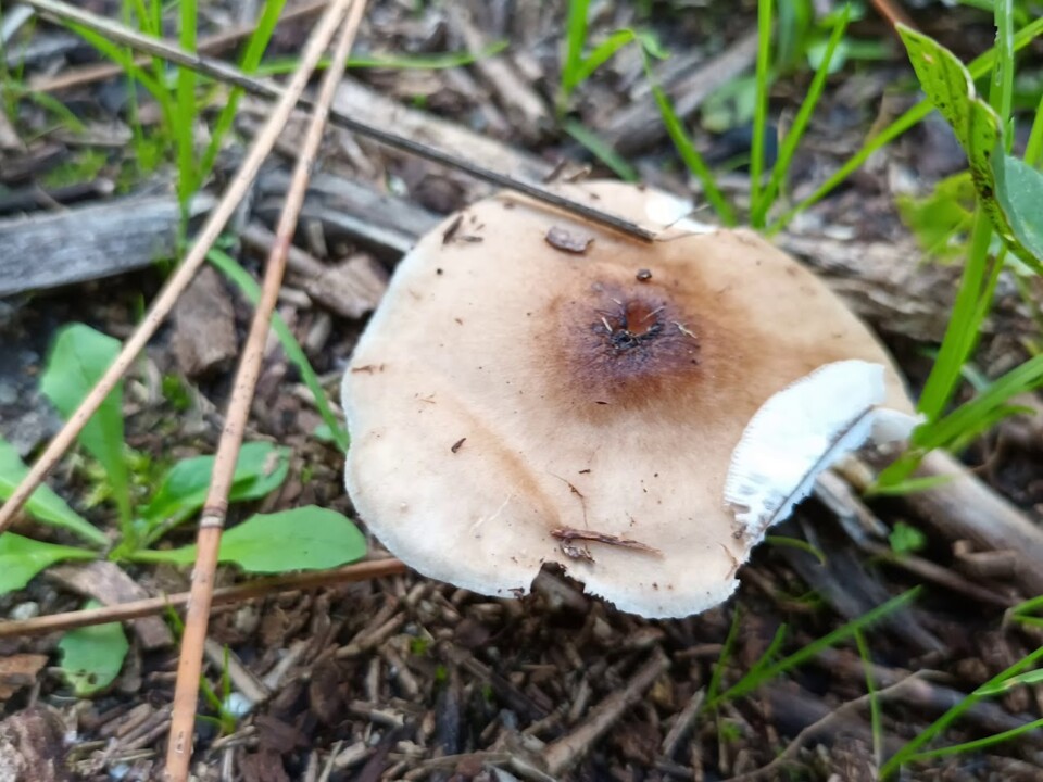 Não me canso disto Cogumelo 4.jpg