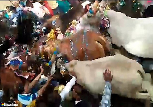HD Manada de vacas passa por cima de fiéis devoto