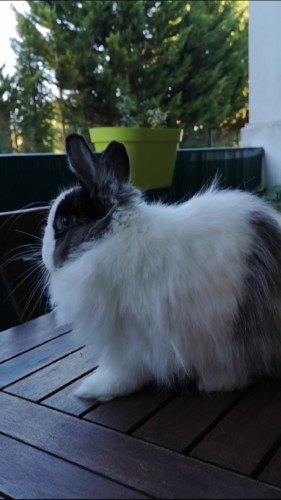seres de um coração grande_fluffy.jpg