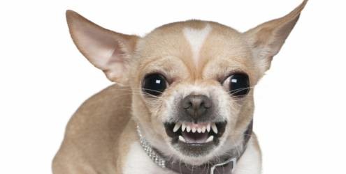 Causas da agressividade canina Causas da agressividade canina