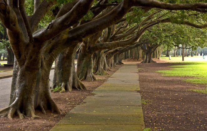 Parque-Ibirapuera-Fila-de-árvores-no-Parque-do-Ib