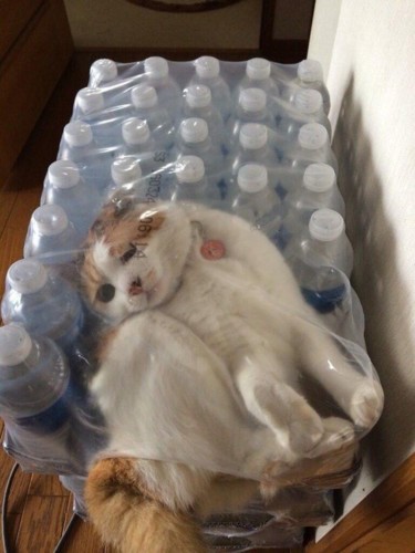 cat-stuck-in-water-bottle-box-funny-cat-pics-amazi cat-stuck-in-water-bottle-box-funny-cat-pics-amazi