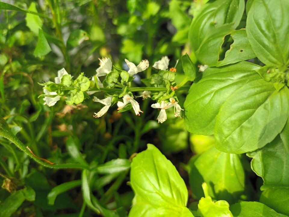 Não me canso disto_flores9.jpg