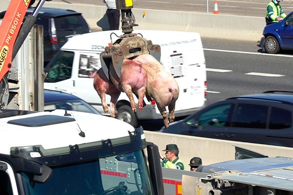 Morte de porquinhos.jpg Morte de porquinhos.jpg