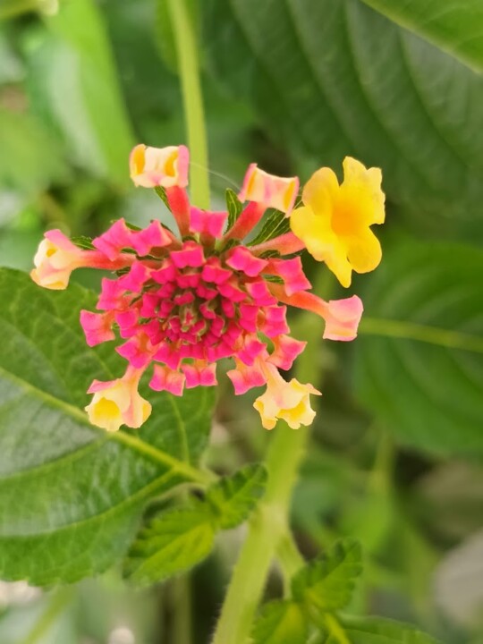 Não me canso disto_flores7.jpg