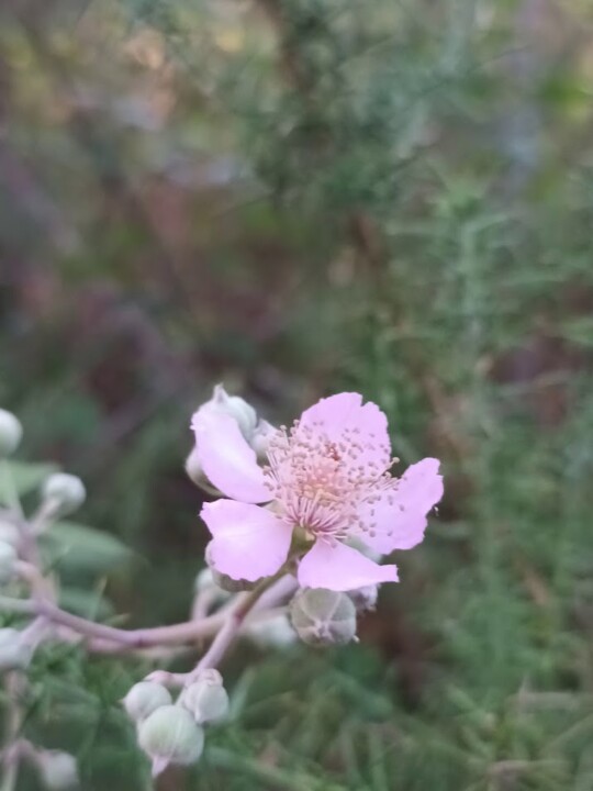 Não me canso disto amoras1.jpg