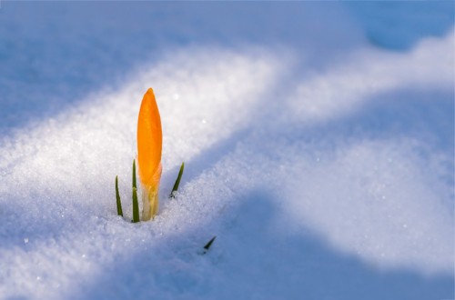 primavera