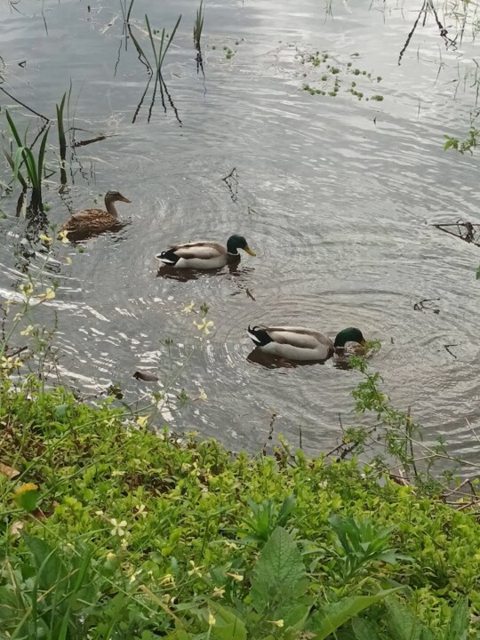 Não me canso disto caminhada 2.jpg