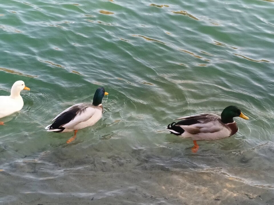 Não me canso disto patos.jpg