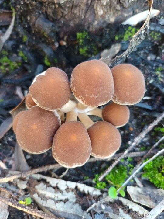 Não me canso disto cogumelos4.jpg