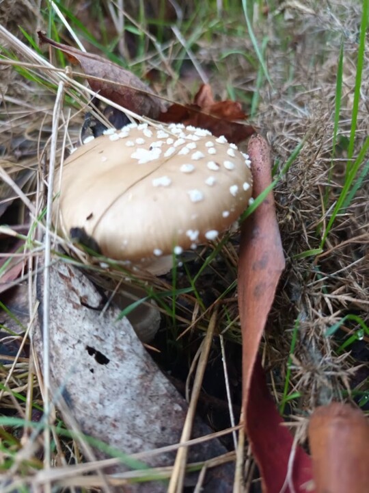 Não me canso disto cogumelo 2.jpg