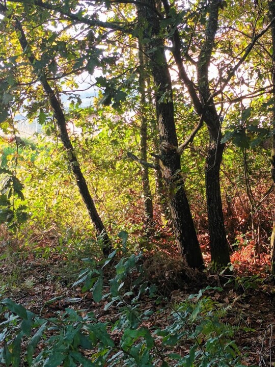 Não me canso disto outono1.jpg