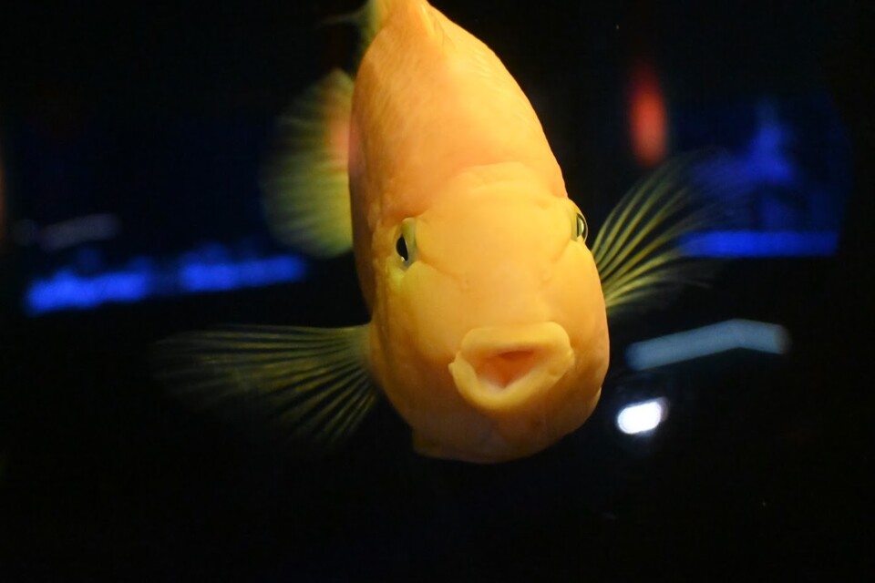 Não me canso disto aquário1.JPG