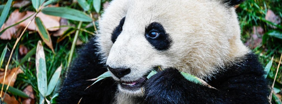 undp_pandas.jpg