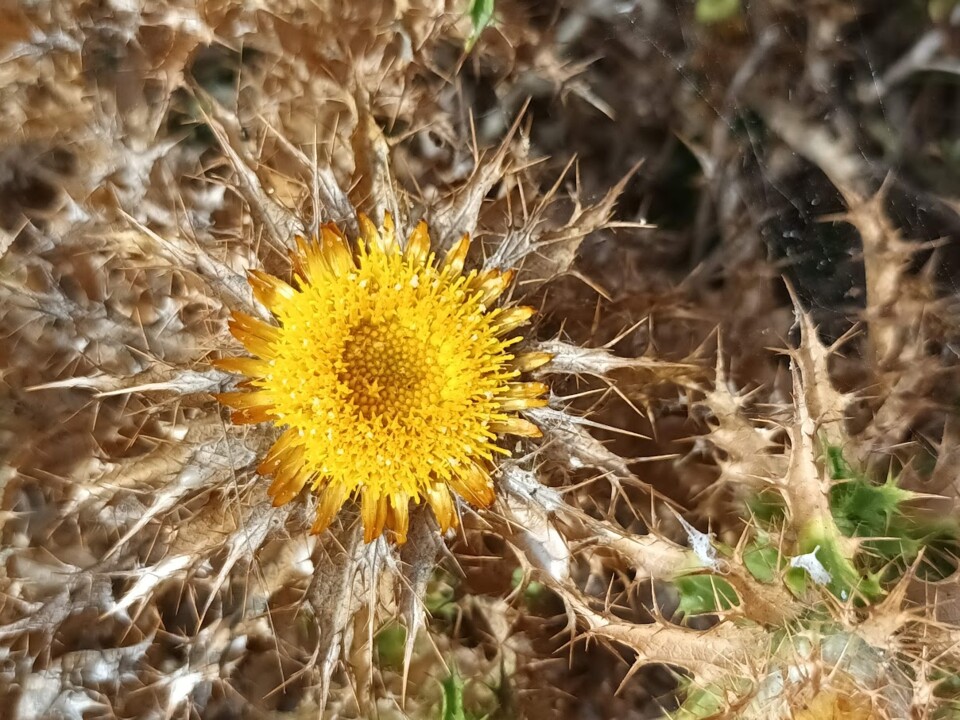Não me canso disto flor1.jpg