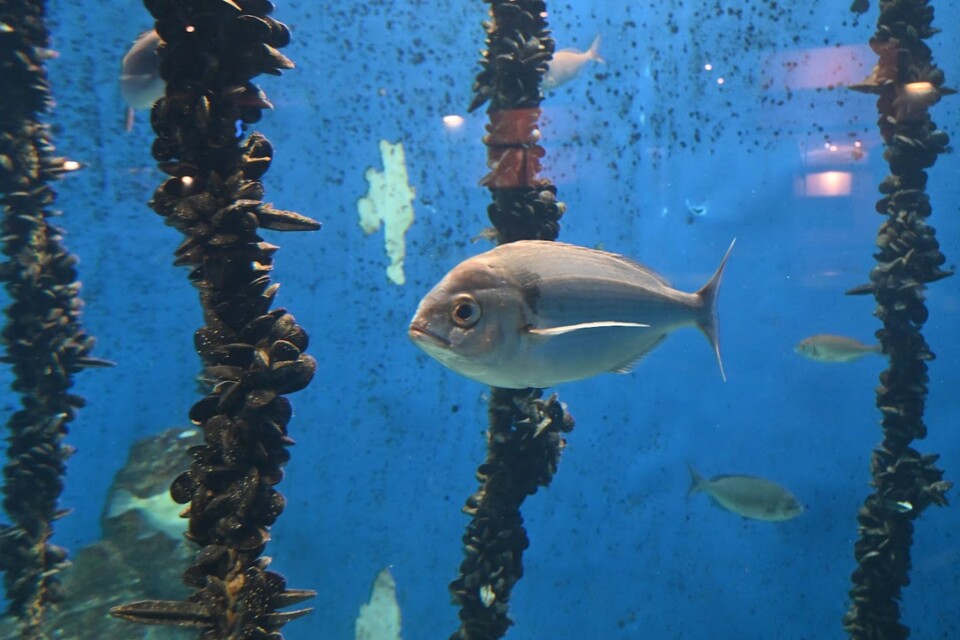 Não me canso disto aquário7.JPG