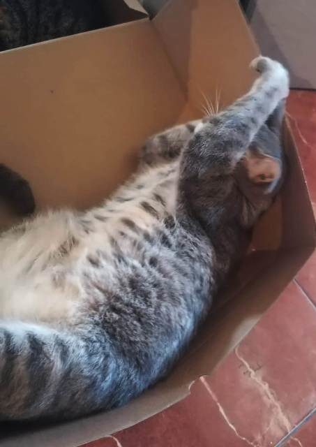 IMG-20200528-WA0017 - Cópia.jpg