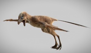 Ambopteryx-longibrachium.jpg Ambopteryx-longibrachium.jpg