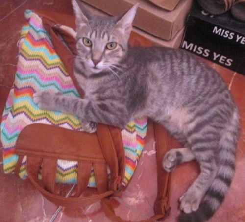 IMG_3065 - Cópia.JPG