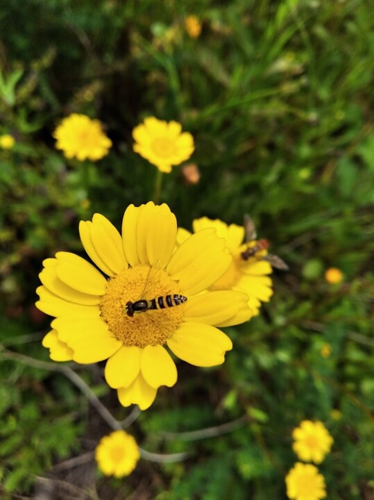 Não me canso disto flor.jpg