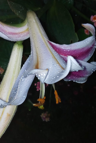 Nao_me_canso_disto_flores.jpg