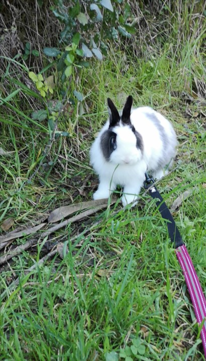Enfrentar aquilo que mais temo_Fluffy.jpg Enfrentar aquilo que mais temo_Fluffy.jpg