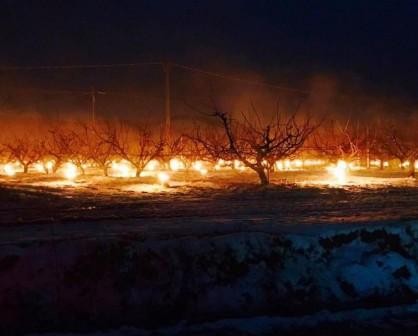 protecting-apricot-field-from-frost-italy-february protecting-apricot-field-from-frost-italy-february