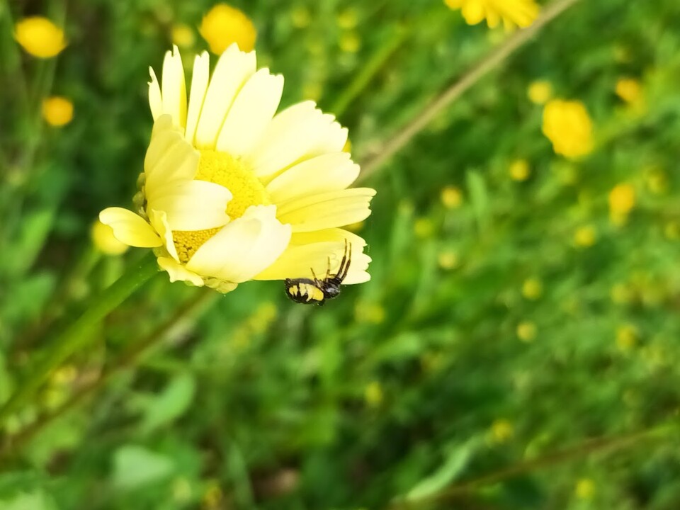 Não me canso disto_flor1.jpg