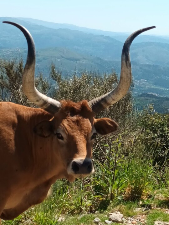 Não me canso disto caminhada1.jpg