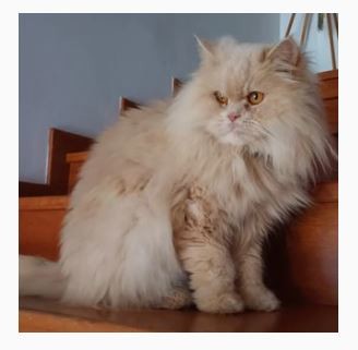 NãoMeCansoDisto_gato.JPG