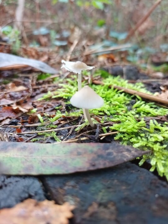 Não me canso disto Cogumelo 9 1.jpg