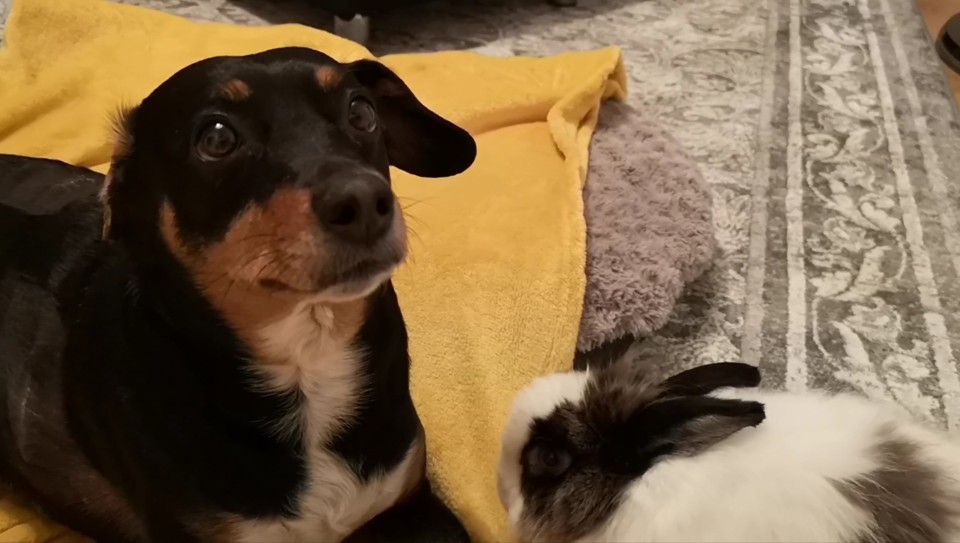 as vezes, desmorono_Maggie e Fluffy.jpg