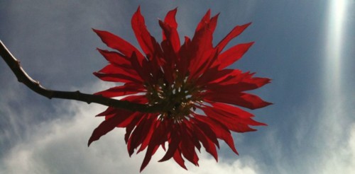 flor_de_Natal_ou_poinsetia_.jpg flor_de_Natal_ou_poinsetia_.jpg