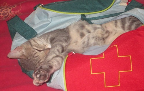 IMG_2851 - Cópia.JPG