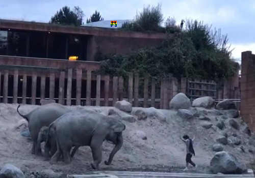 HD Homem entra no espaço de elefantes no zoo.jpg