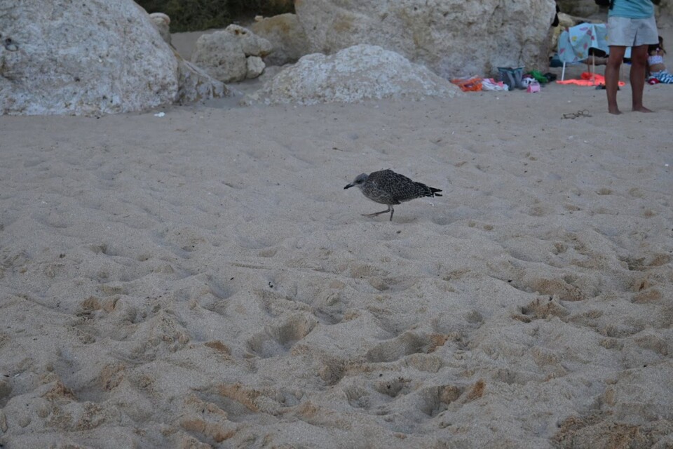 Não me canso disto Gaivota 2.JPG