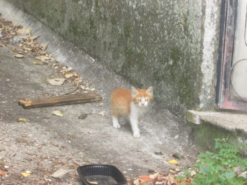 IMG_5937.JPG IMG_5937.JPG