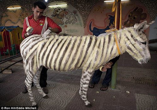 HD Comprar burro por zebra.jpg