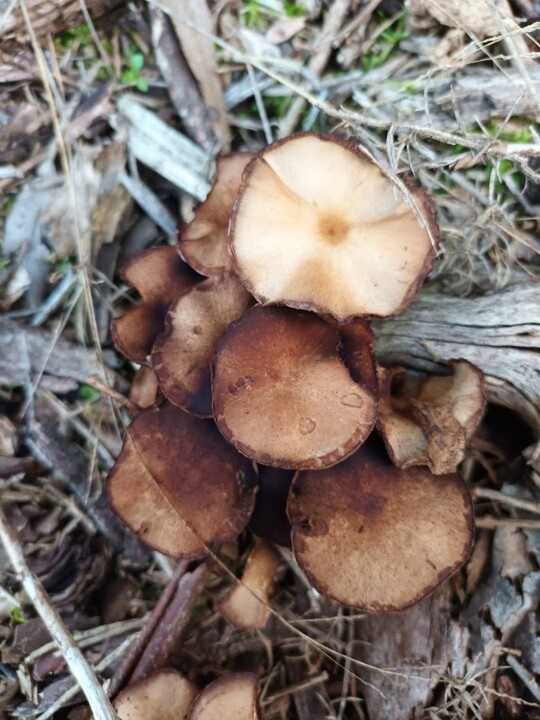 Não me canso disto cogumelos1.jpg