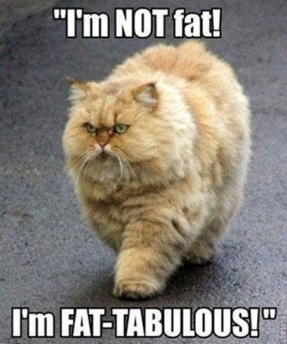 fat-cat.jpg