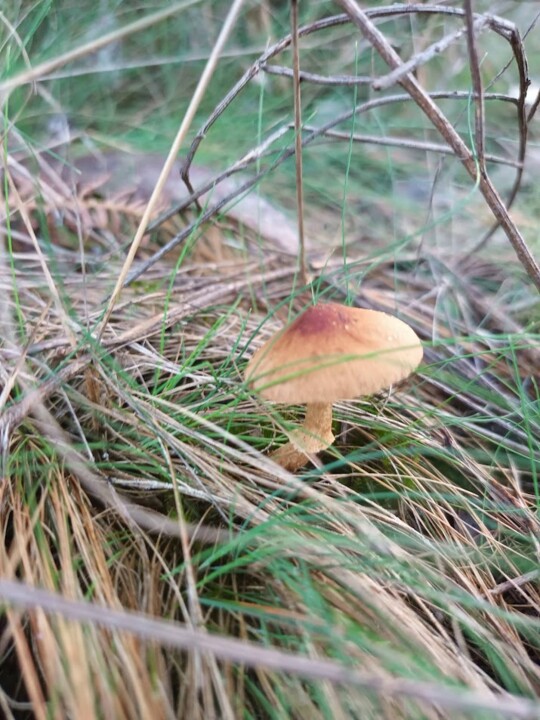 Não me canso disto cogumelos2.jpg