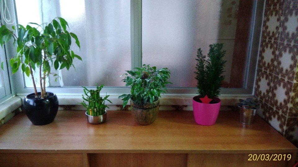 PLANTAS.jpg PLANTAS.jpg