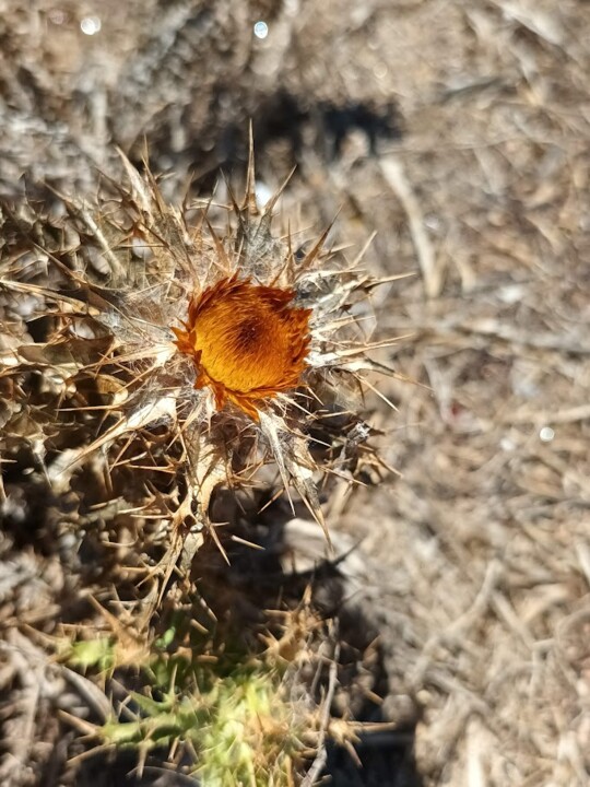 Não me canso disto flor3.jpg