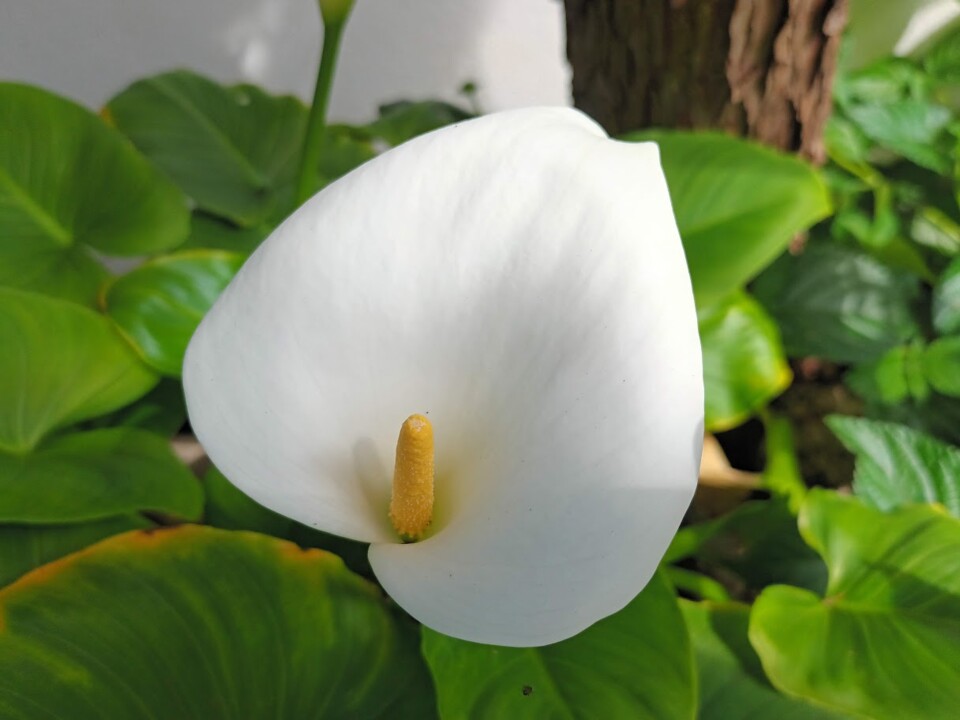 Não me canso disto_flores6.jpg