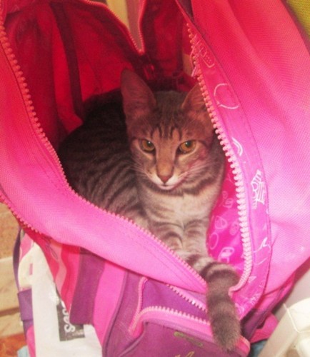 IMG_2892 - Cópia.JPG