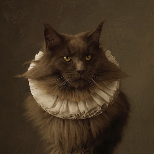 marie-cecile-thijs---cat_709.jpeg