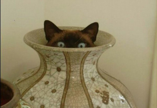the-world_s-top-10-best-images-of-cats-you-should- the-world_s-top-10-best-images-of-cats-you-should-